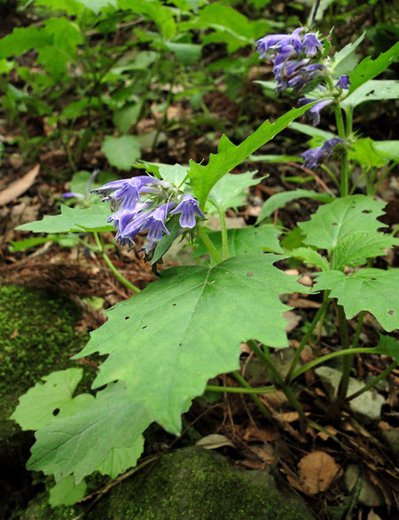 ヒイラギソウ　(柊草)　シソ科 キランソウ属　2010.05.29 群馬県