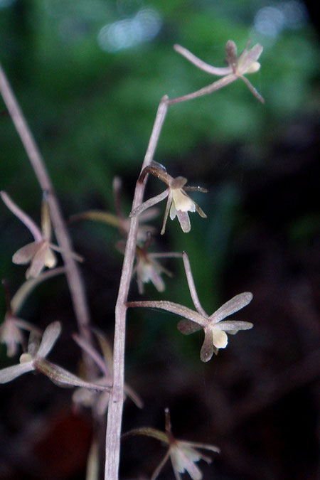 ヒトツボクロ　運良く見頃の状態の花を見ることができました