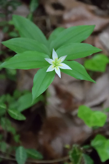 チゴユリはうなだれて咲くイメージがあったが、ここの花は前を向いていた