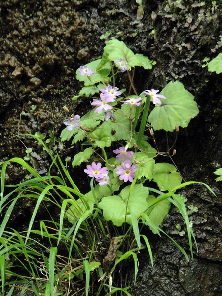 シナノコザクラ 　　2010.06.05 長野県