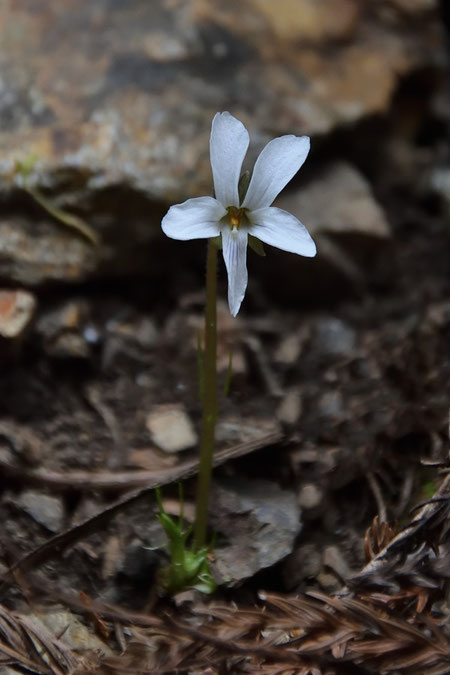 このシャープな花のスミレは？？　葉が成長する前に花を咲かせている