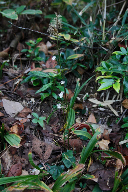 キッコウハグマ　　葉・花・閉鎖花・果実と全部見ることができた個体