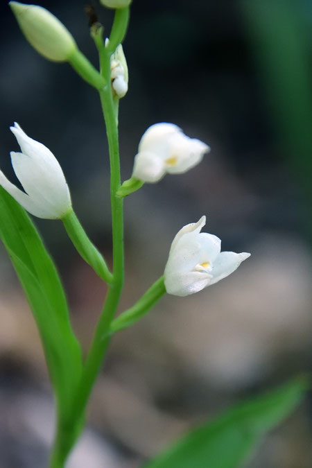 クゲヌマランの花には、ギンランのように突き出した距がない