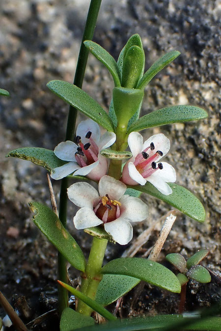 ウミミドリの花　裂開した葯からは黄色い花粉が覗いていた