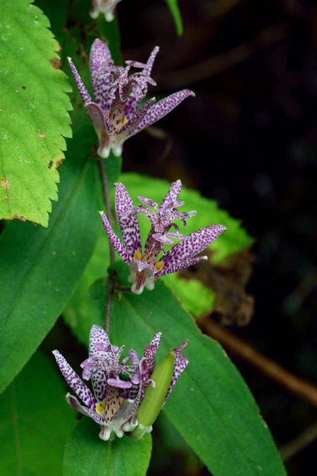 ホトトギス　　複雑な形の花　花被の内側には多数の紫色の斑点があります