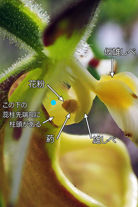 ＃１１　キバナノアツモリソウの蕊柱（仮雄しべ、雄しべ、花粉、葯、蕊柱）