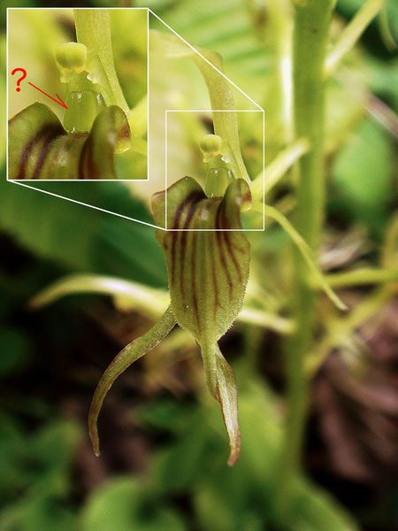 ジガバチソウの蕊柱のこの部分は何？