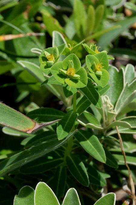 ハマタカトウダイ　茎葉の先端がやや尖る個体もあった