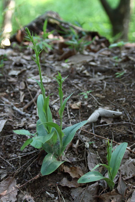 オオバノトンボソウ (大葉の蜻蛉草)　ラン科 ツレサギソウ属　　まだ蕾