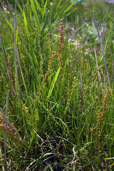 シバナ　　はっきり言って、地味系の植物です