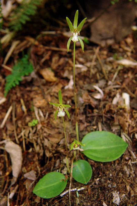 #8　イチヨウラン　　2009.06.15　群馬県 野反湖