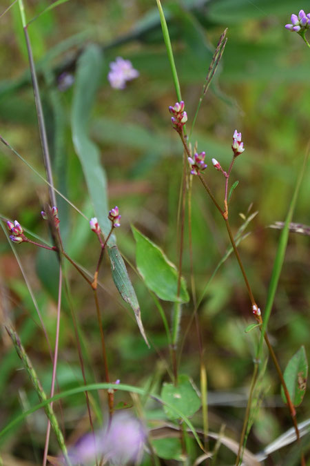 ヤノネグサ (矢の根草)　タデ科 イヌタデ属