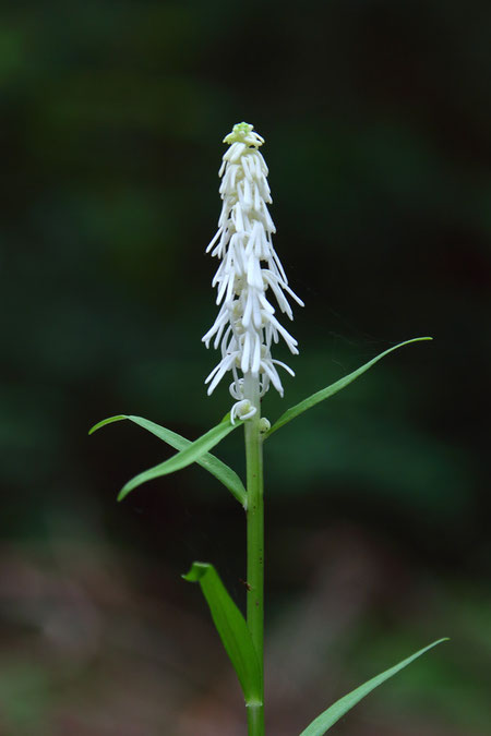 シライトソウの開花したての若い花　この状態は初めて見ることができた