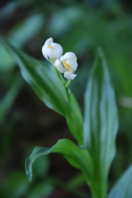 シロバナキンラン　　3花つけていたようだが、1花は落ちていた