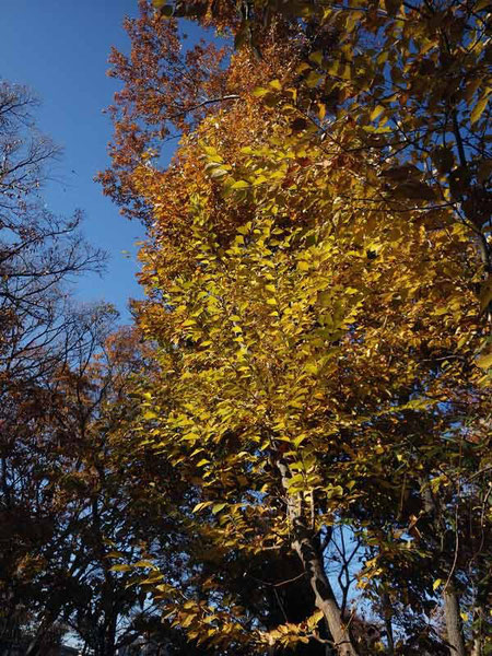 玉川上水の紅葉