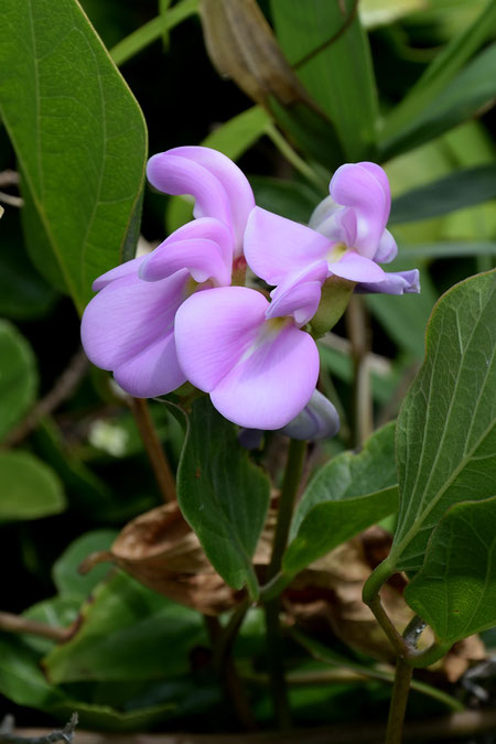 ハマナタマメは大きく美しい花を咲かせていた。　花の長さ（上下方向）は3cmもあった