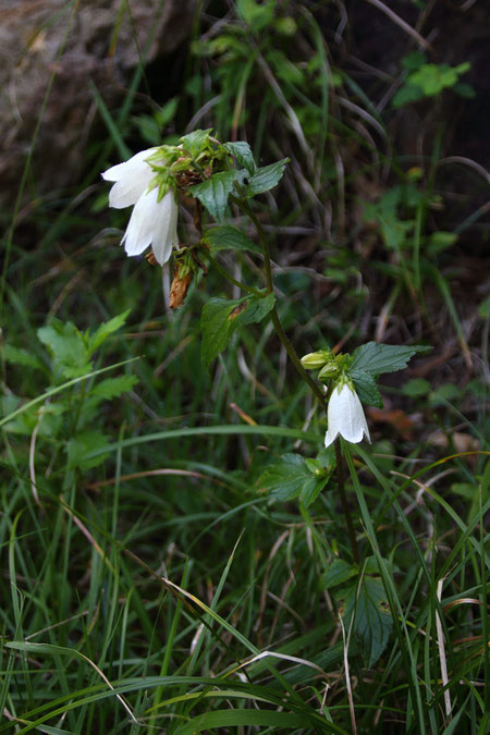 ハマホタルブクロ (浜蛍袋)　キキョウ科 ホタルブクロ属　　花は白色