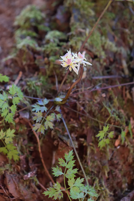 切り株の上の、わずかに苔が生えている場所にいた