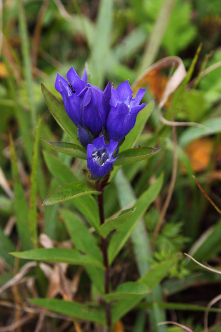 エゾリンドウ　草原に映える青紫色の花は、条件がよければ開きます