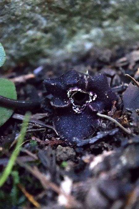 花は直径2cmほど。　地味な花が多いカンアオイ属の中でも、特に地味？