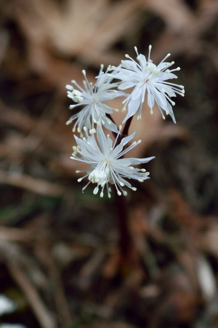 セリバオウレンの雄花