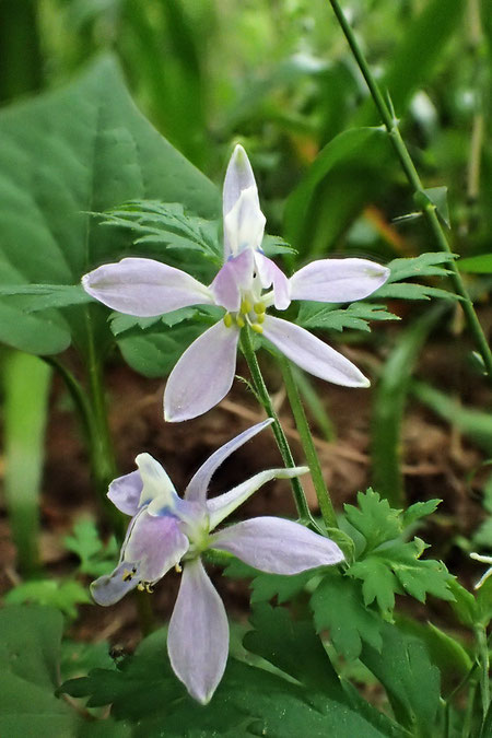 芹葉の名の通り、葉がセリ科植物に似ている。　生息域を広げています