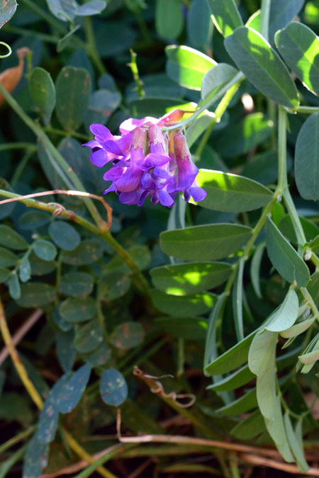 ヒロハクサフジ　　美しい紫色の花