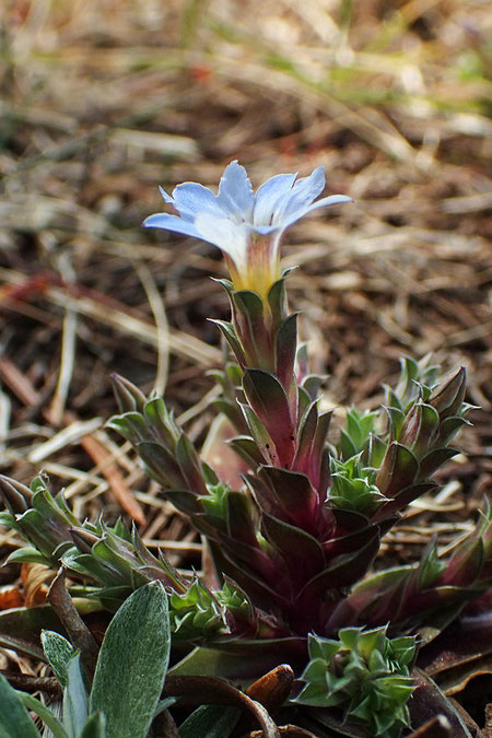 コケリンドウの茎葉は重なり合って複雑な形になる