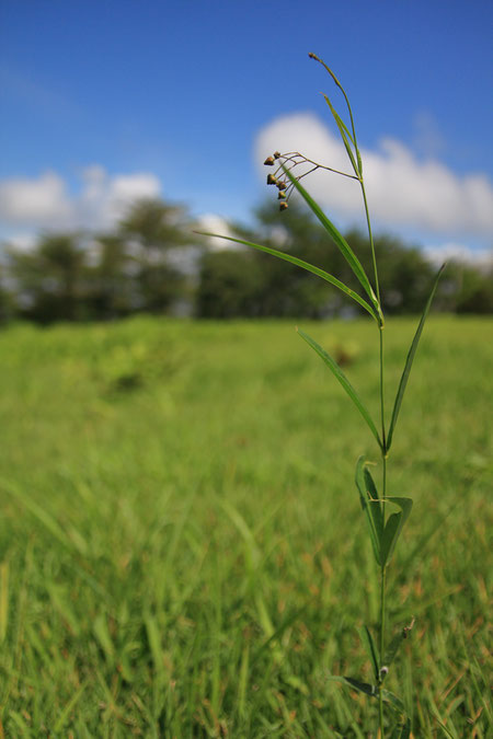 気持ちの良い草原にスズサイコが点々と生えていた