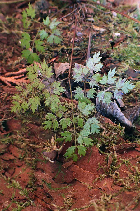 コセリバオウレンの葉は、3回3出複葉　セリバオウレンより小さい