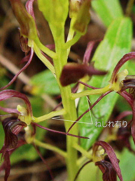 ジガバチソウの花柄子房にはねじれが有る