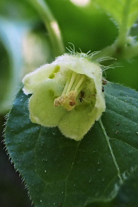 イガホオズキの花冠は黄白色で広い鐘形、直径約5mm、先端は浅く5裂、雄しべは5個