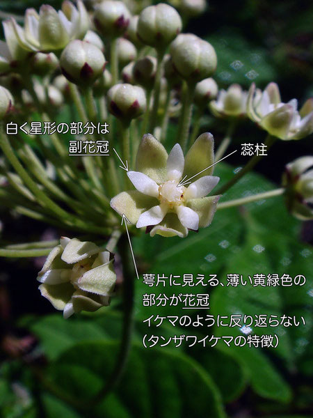 タンザワイケマに似る植物の花