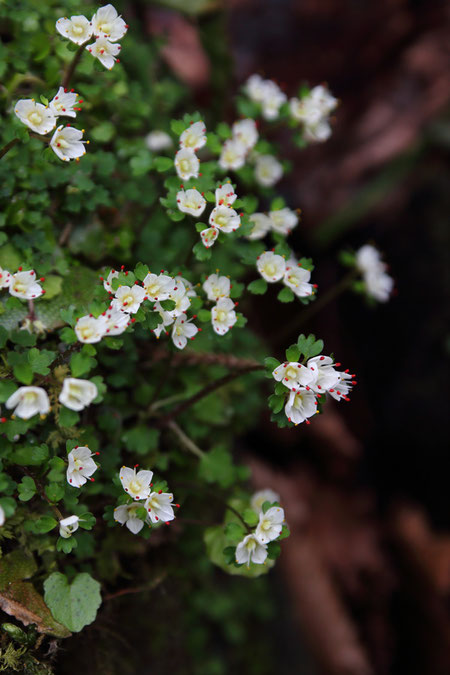 ハナネコノメ　(花猫の目)　ユキノシタ科　ネコノメソウ属