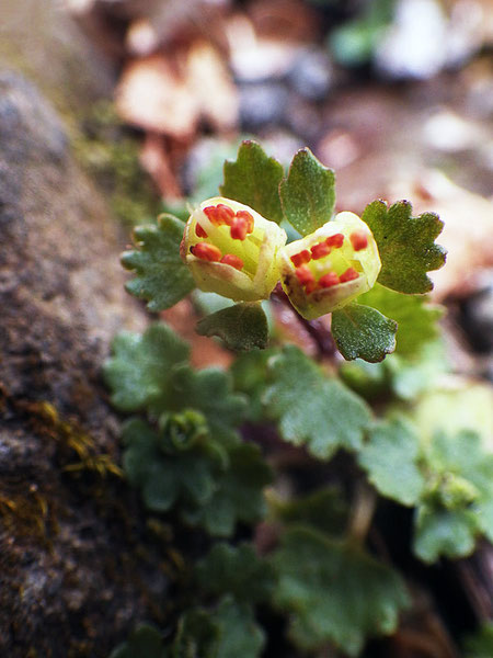 開花直後から葯がオレンジ色。　開花後に色が変化したのではなさそう