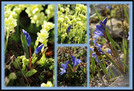 Hannover Berggarten Frühlingsblüher