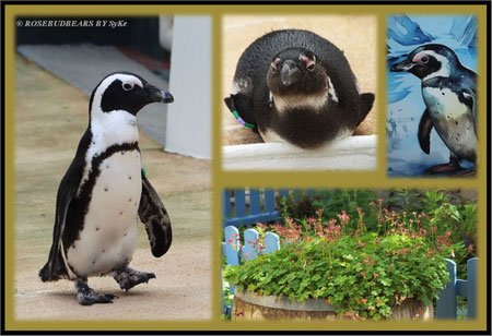 Zoo Hannover Yukon Bay