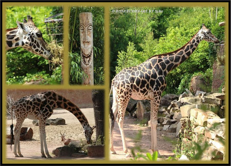 Zoo Hannover Sambesi