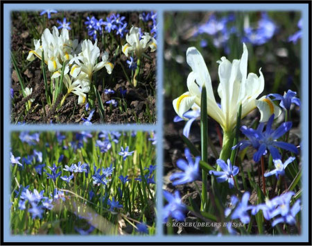 Hannover Berggarten Frühlingsblüher