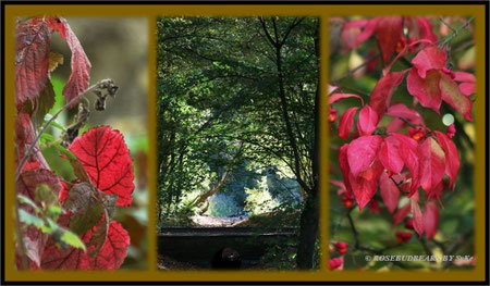 Herbstwald