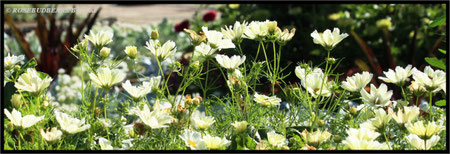 Cosmeen in der Sonne