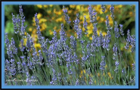 Lavendel