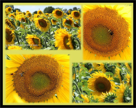 Sonnenblumen