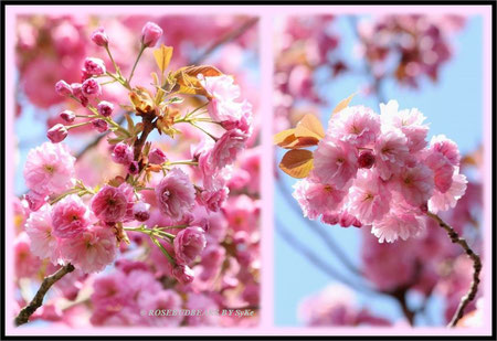 Zierkirschenblüte - langsam und stetig blüht es auf