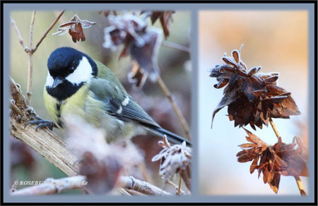 Hannover Berggarten Frost Meise