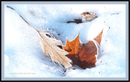 Blätter Schnee Raureif