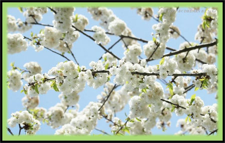 Kirschblüte Hannover Hiroshima-Hain Alte Bult