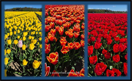 Eickenhof Tulpen