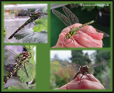 Libelle Mosaikjungfer
