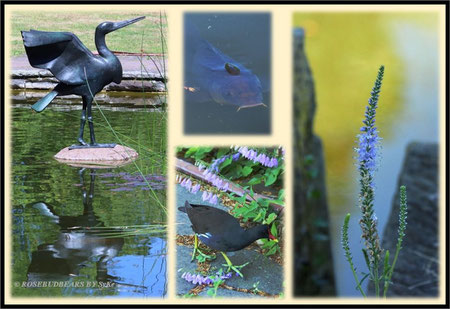 der große Teich im Stadtpark mit Storchenreiher, Fischen und Wasservögeln